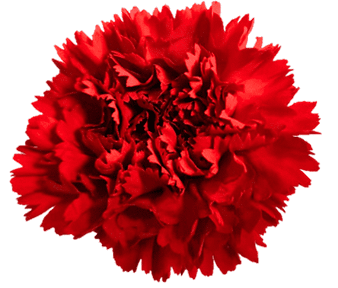 Bright red carnation petals detail