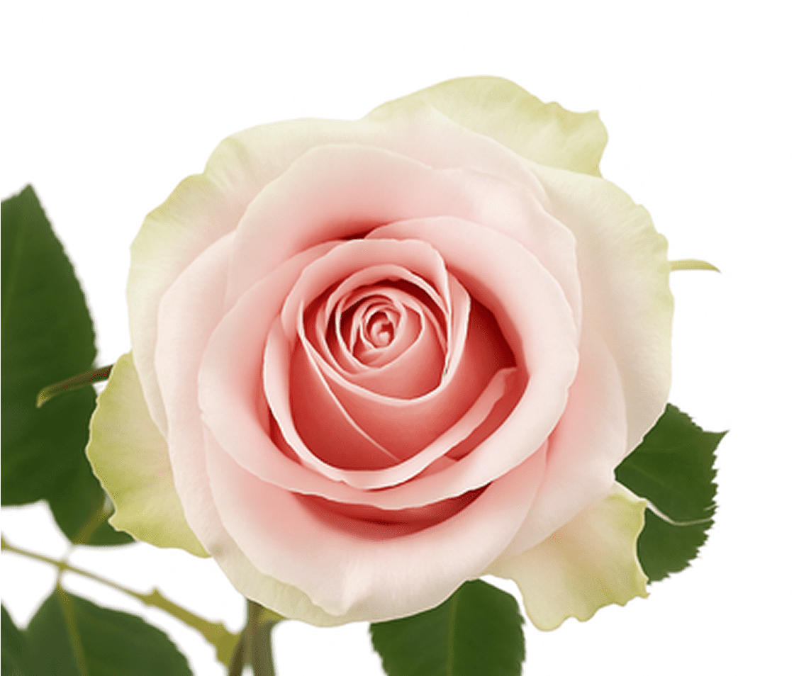 Soft pink rose close-up