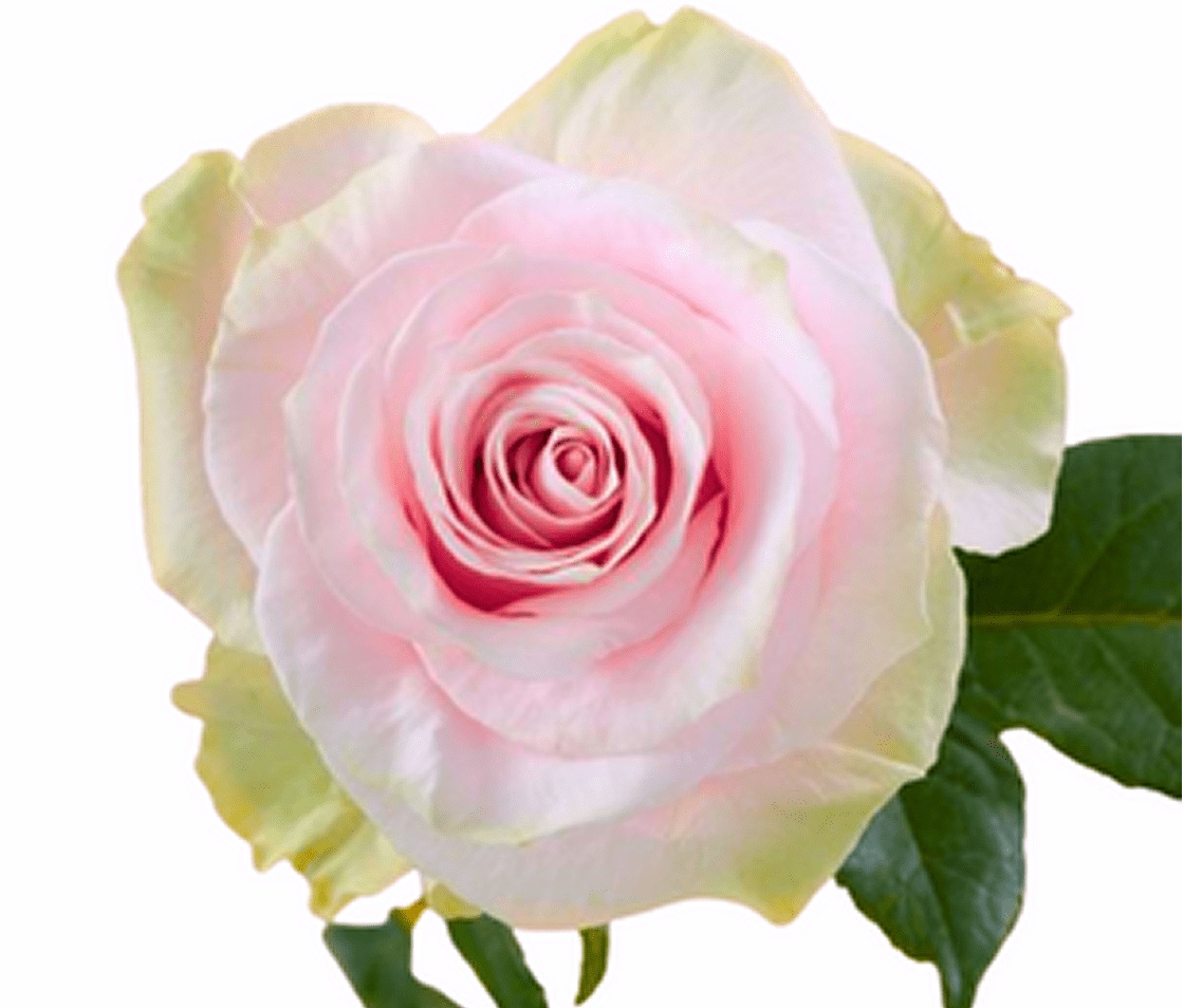 Pink rose with green leaves