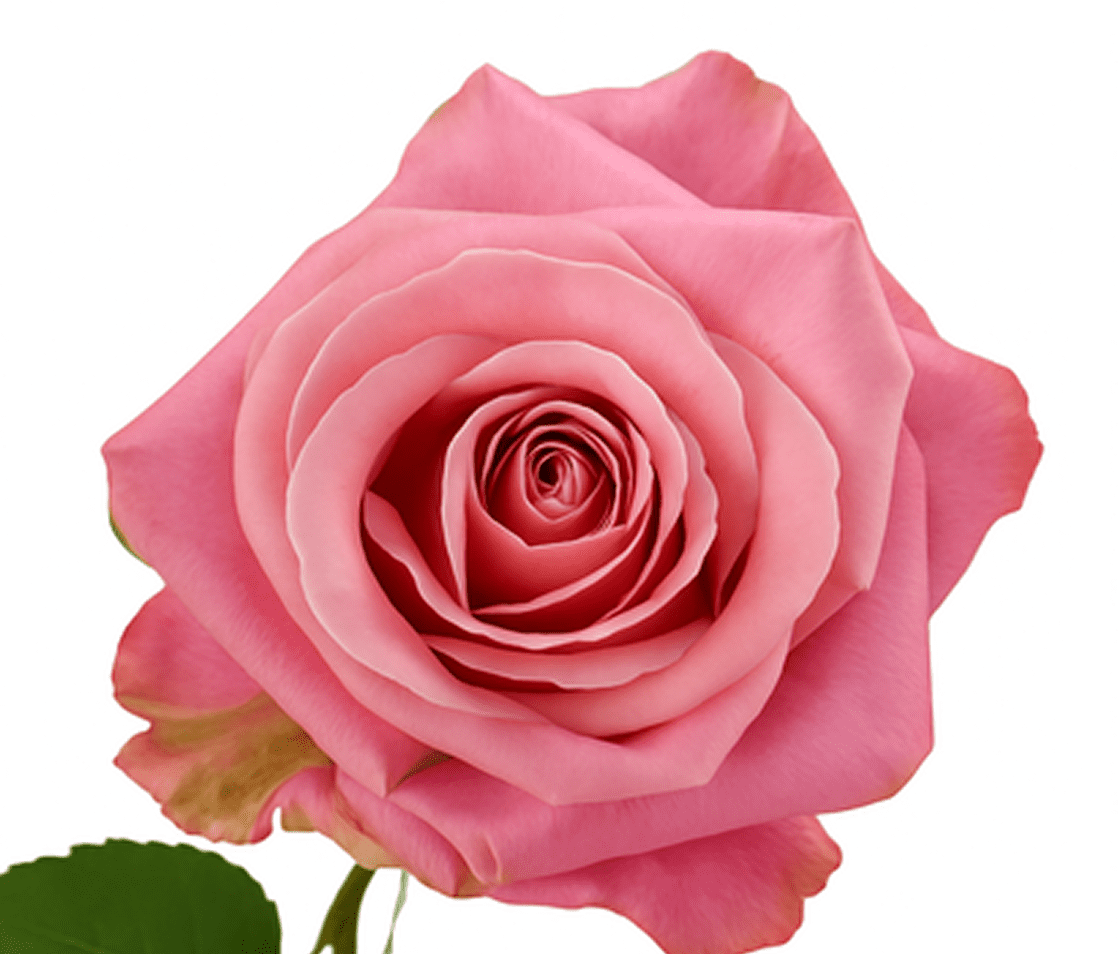 Pink rose in full bloom