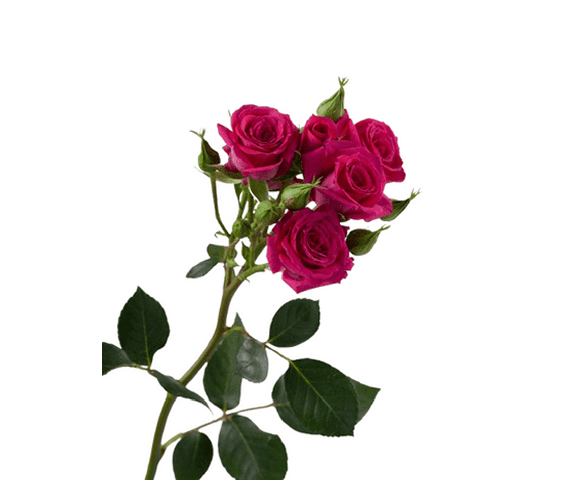 Fresh pink roses on white background