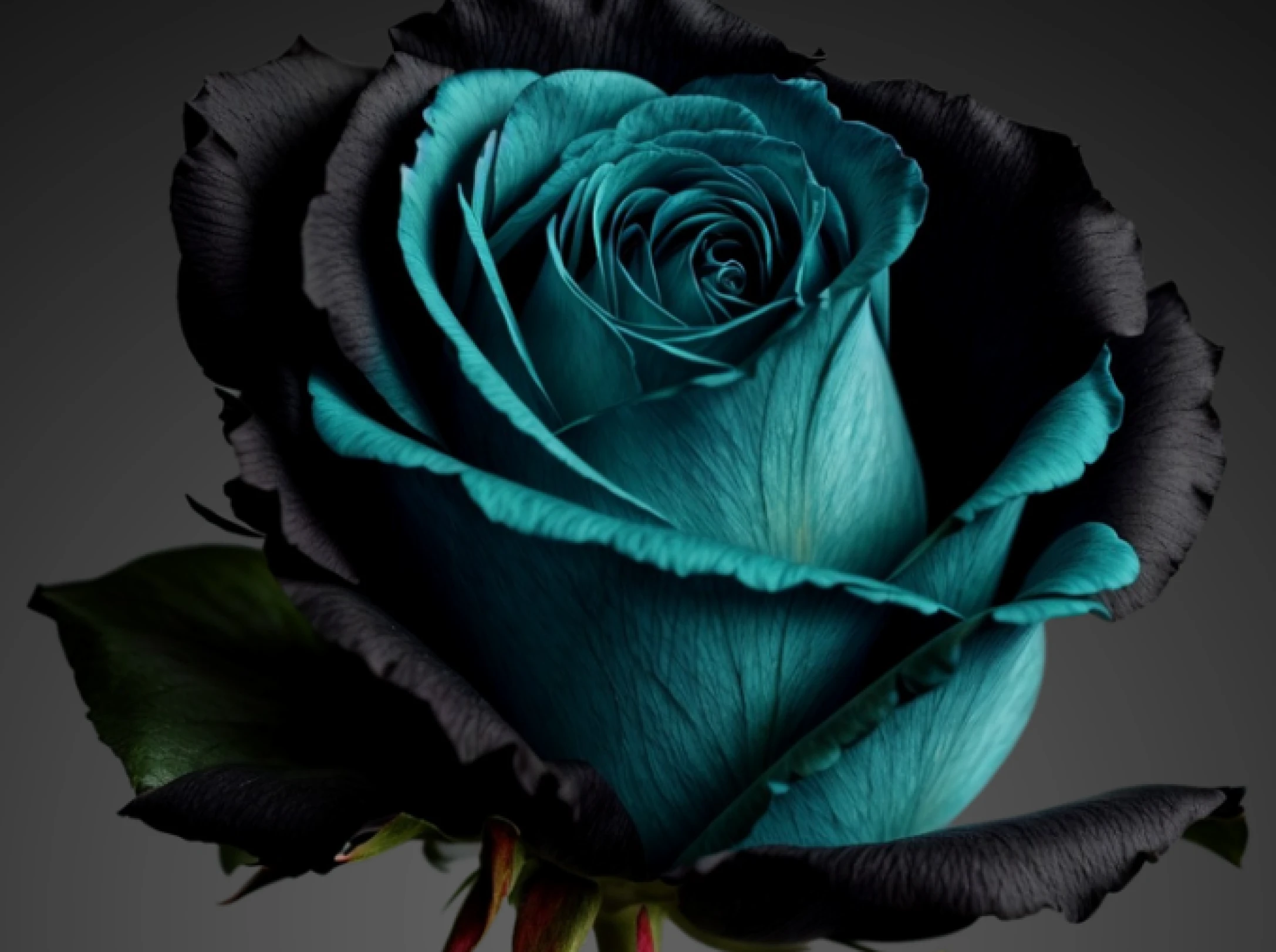 Unique dual-colored rose bloom