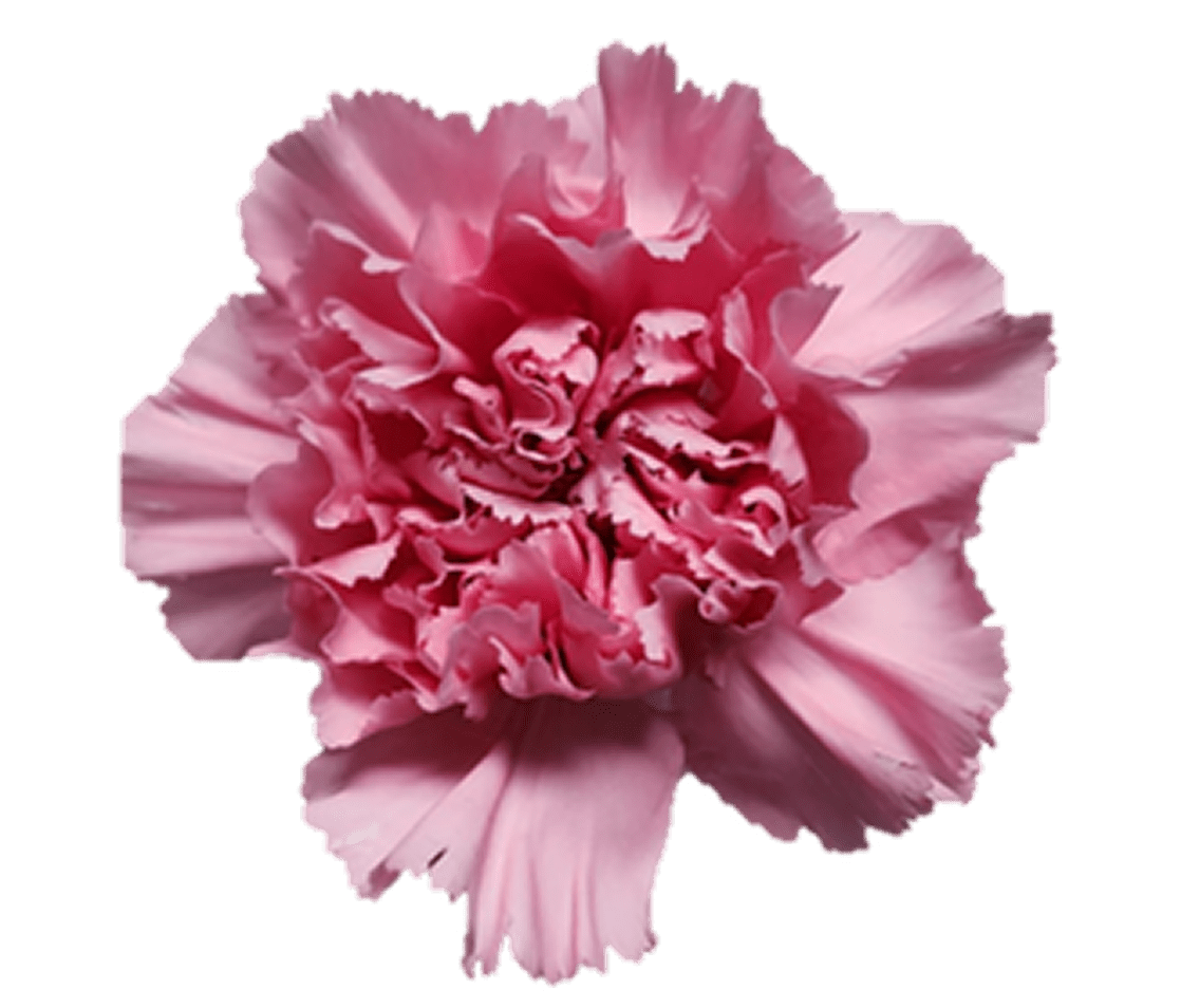 Pink carnation on black background