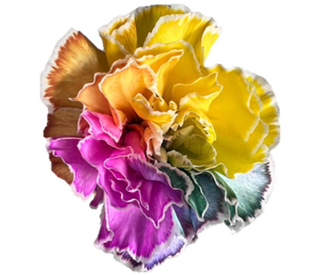 Brightly hued carnation displaying diverse shades