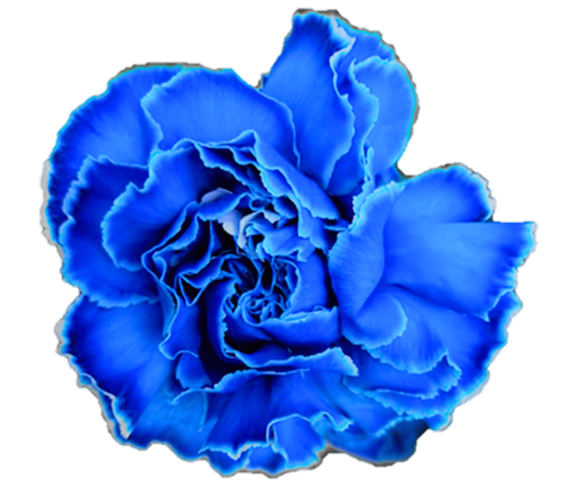 Bright blue flower with ruffled petals