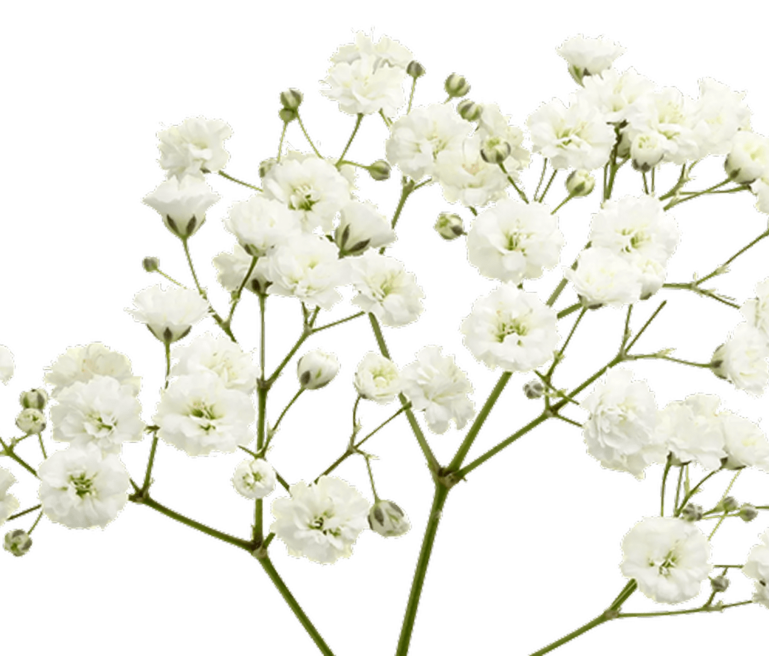 Cluster of small white blossoms and buds