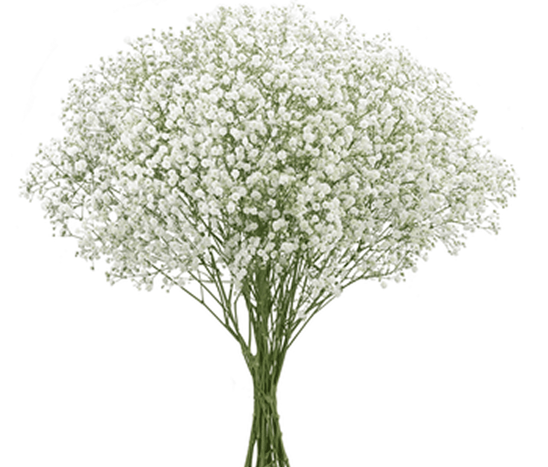 Bouquet of white baby's breath flowers