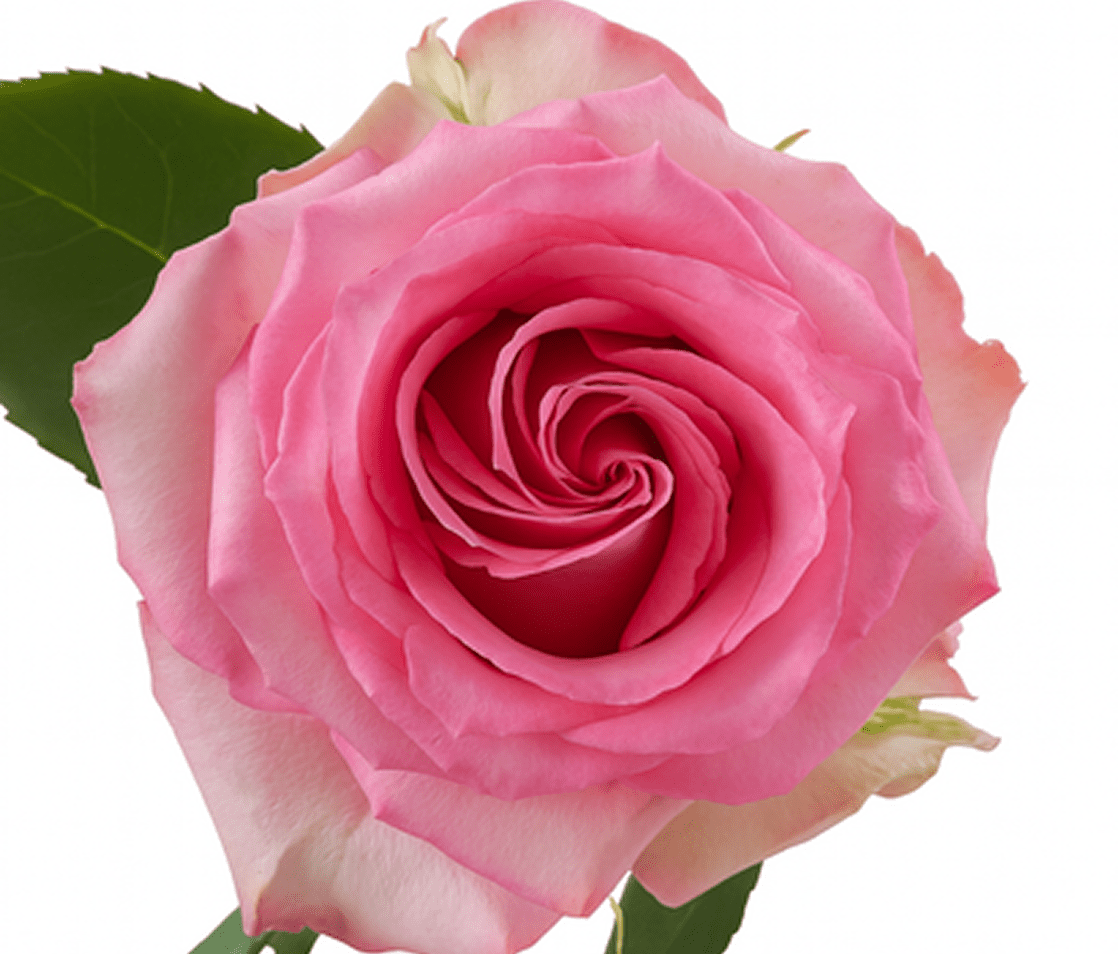 Pink rose with green leaves