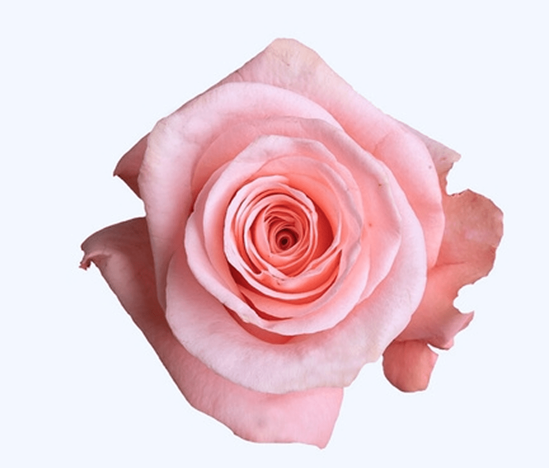 Pink rose in full bloom