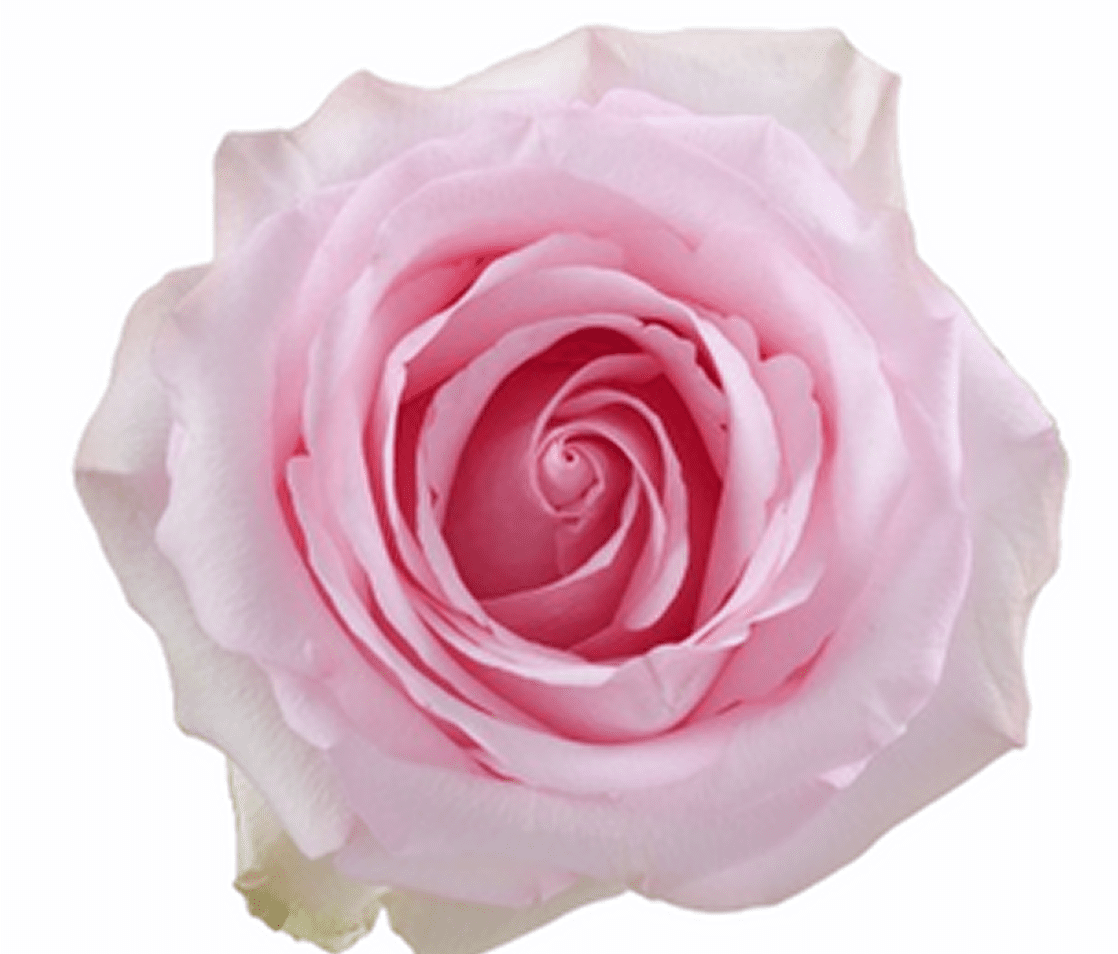 Close-up of blooming pink rose