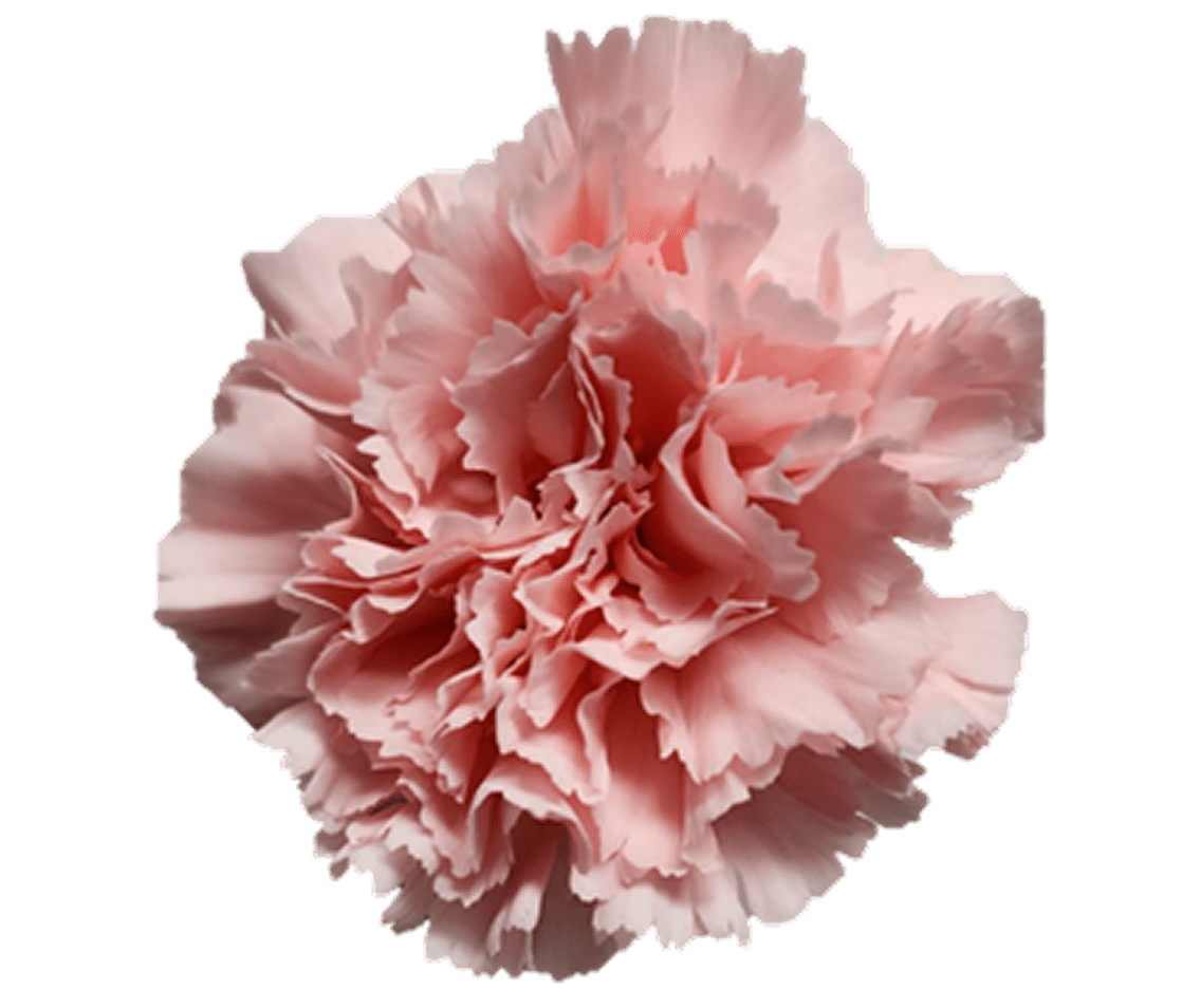 Pink carnation on black background