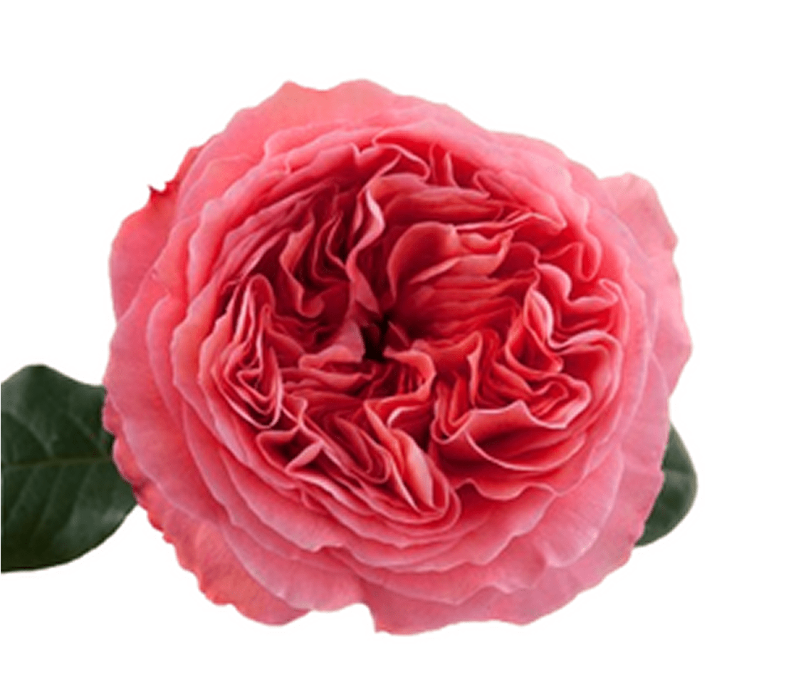 Close-up of a blooming pink rose