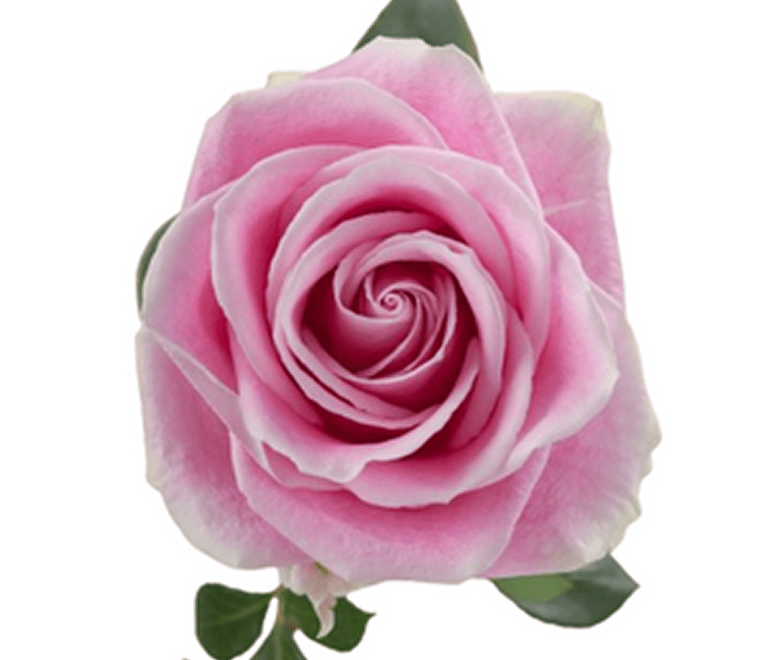 Single pink rose on white background