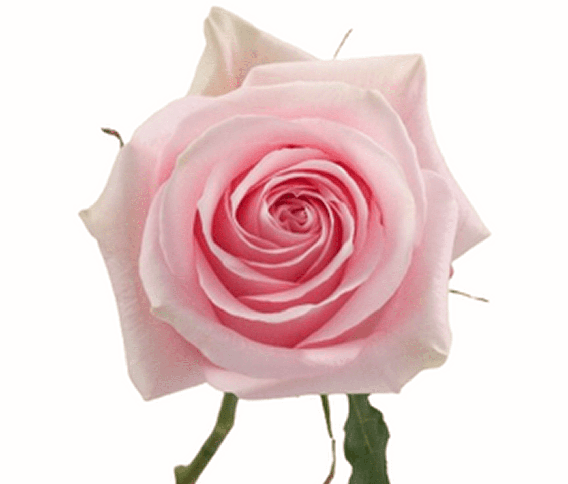 Pink rose in full bloom