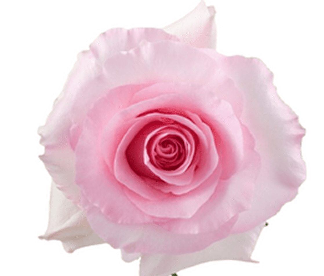 Pink rose bloom close-up