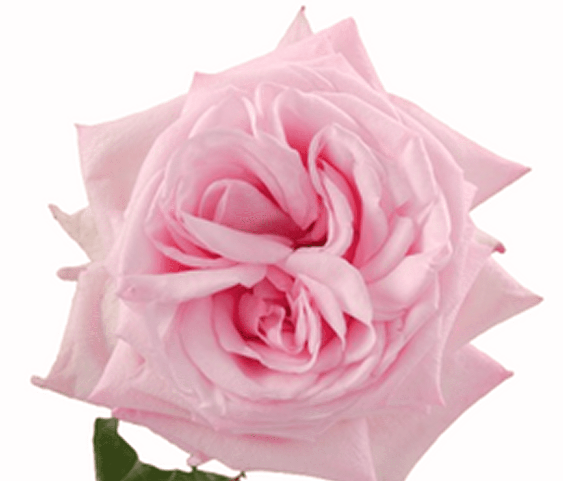 Pink rose in full bloom