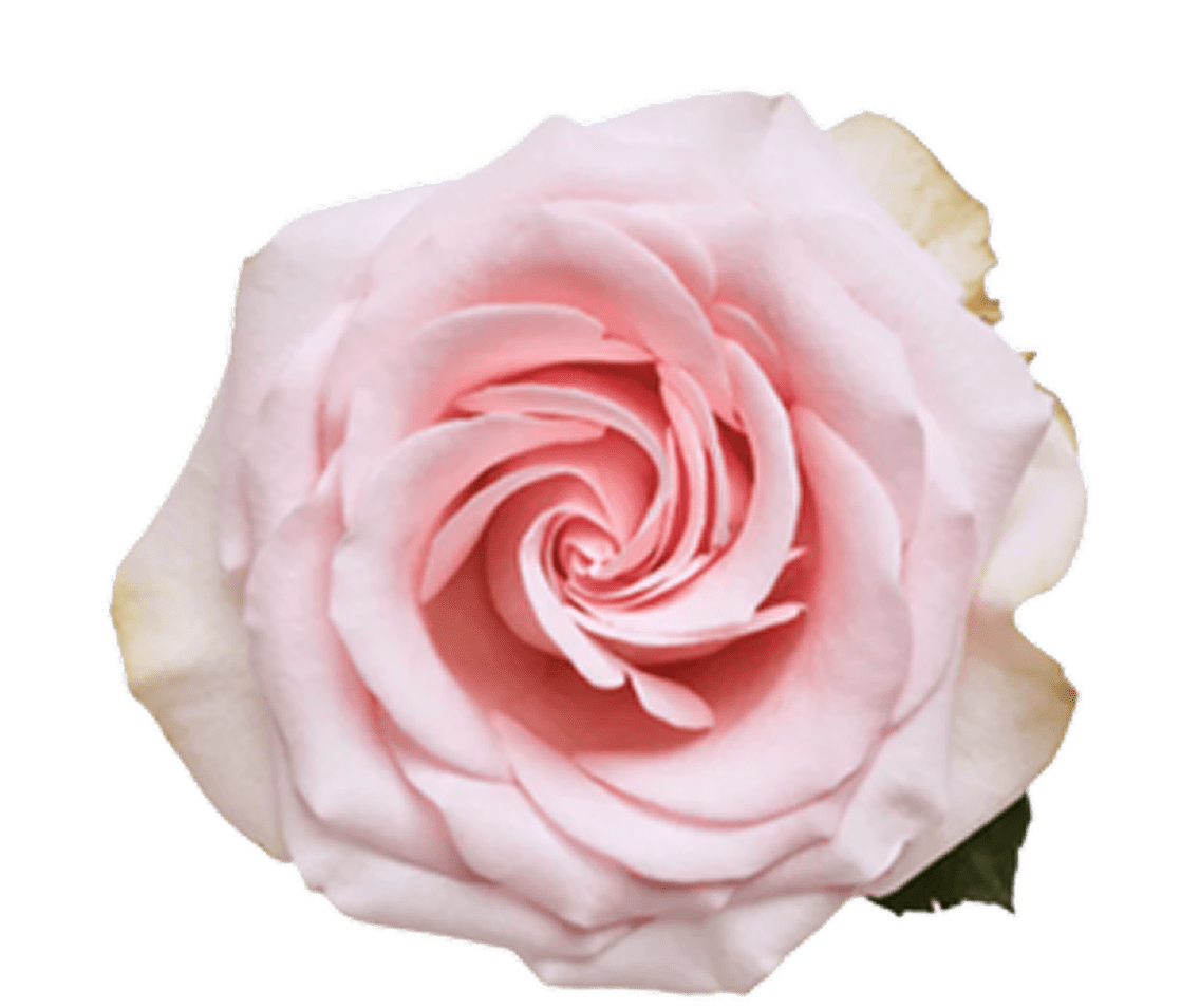 Pink rose on black background