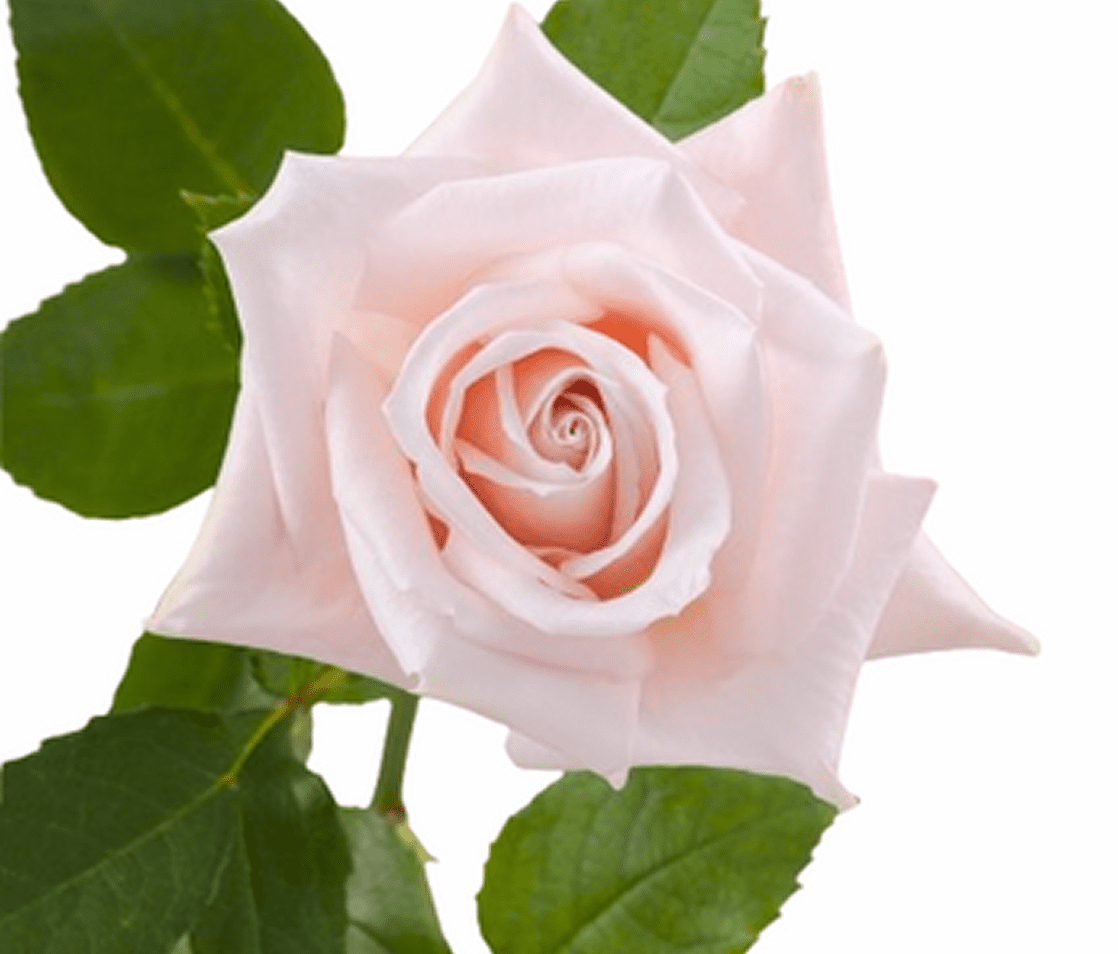 Delicate rose in bloom