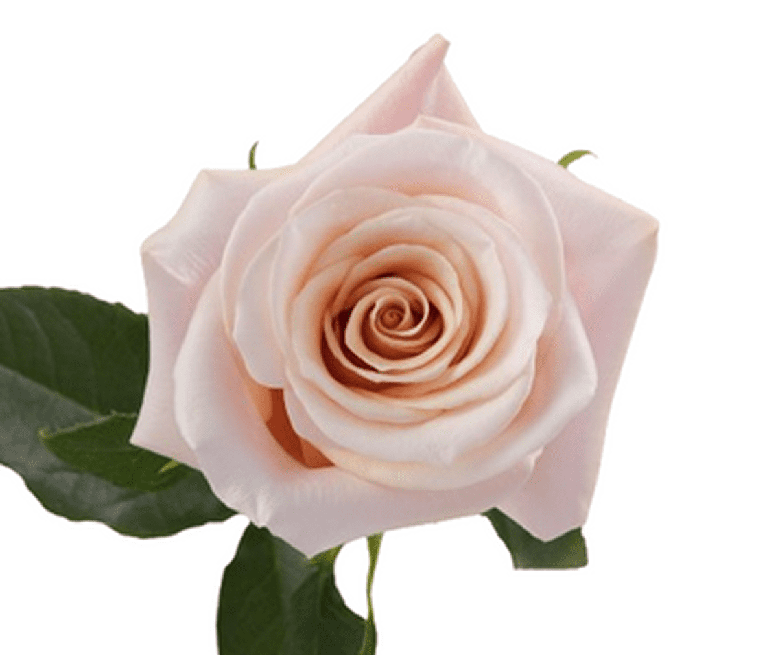 Pale pink rose with green leaves
