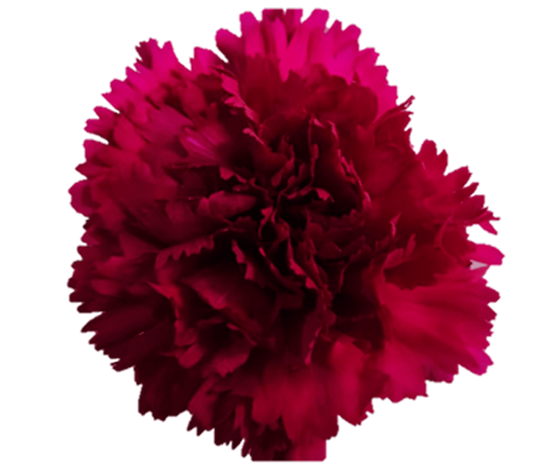 Close-up of a blooming red carnation