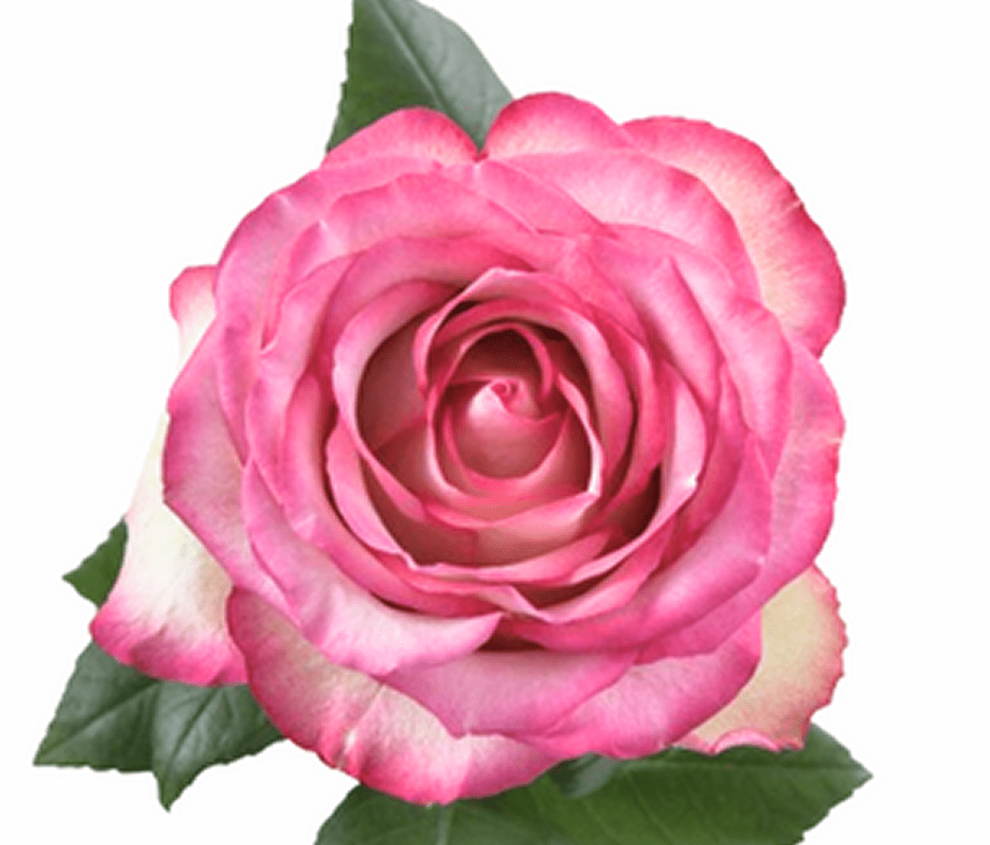 Vibrant pink rose flower head