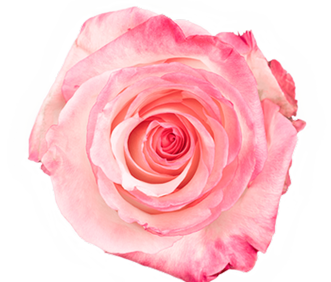 Pink rose with soft petals