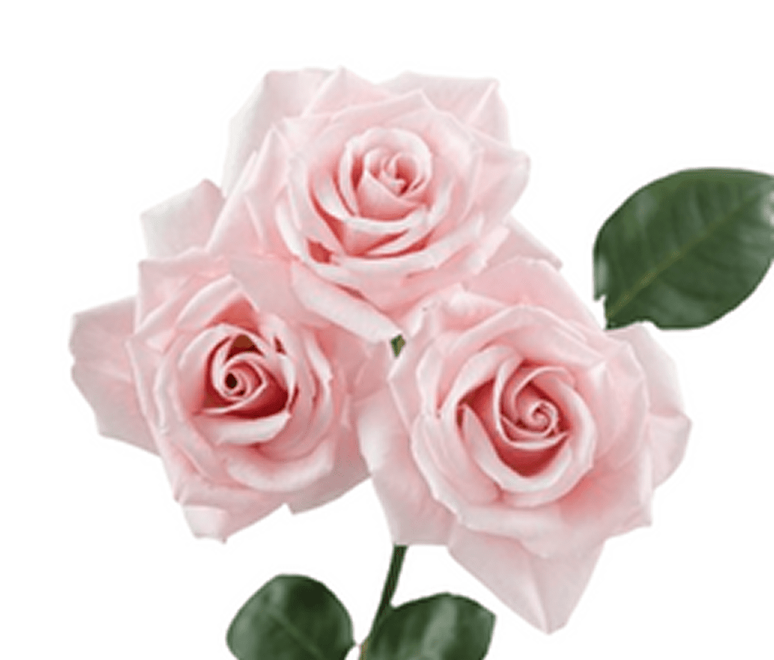 Soft pink roses cluster