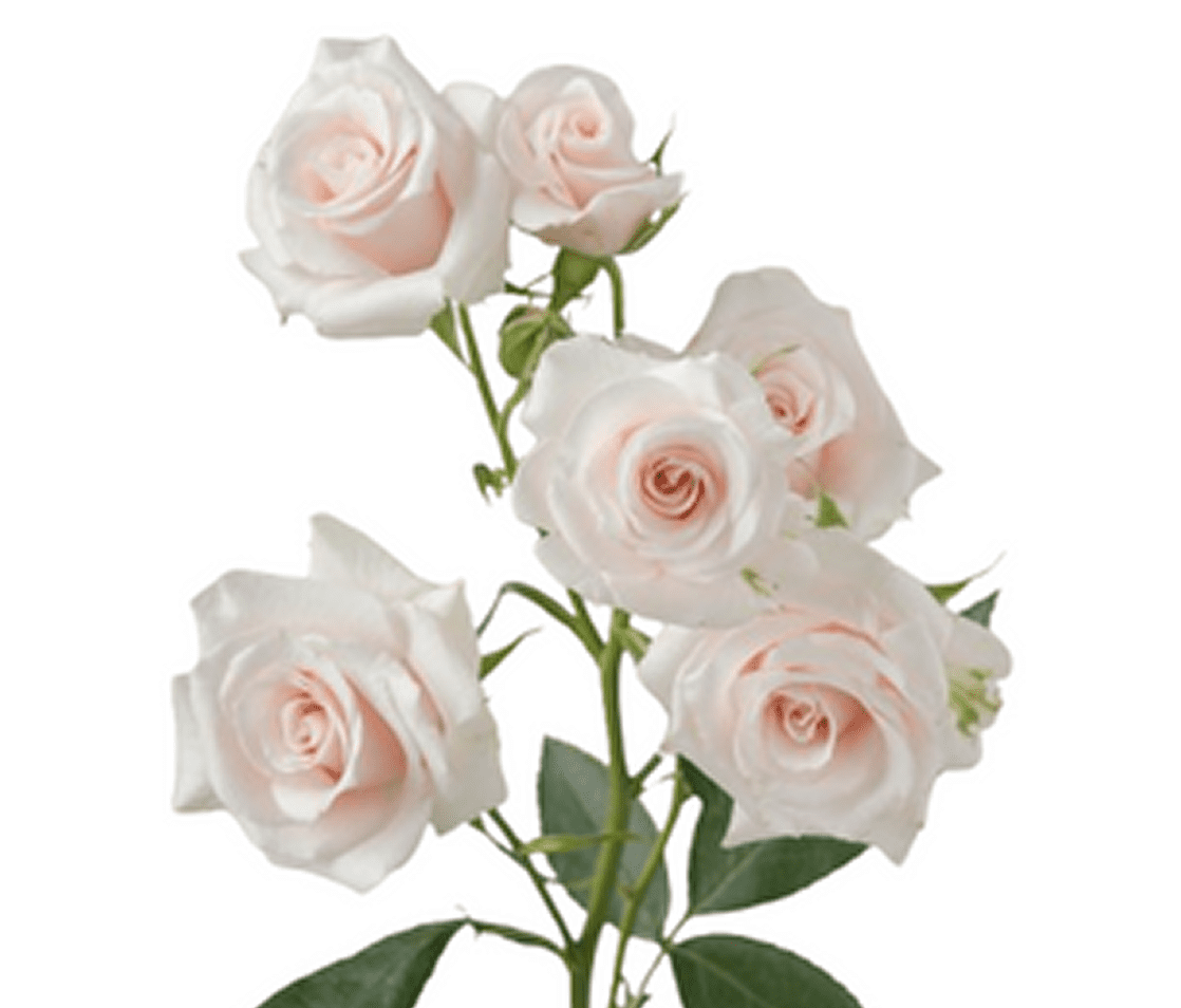 Pale pink roses against white background
