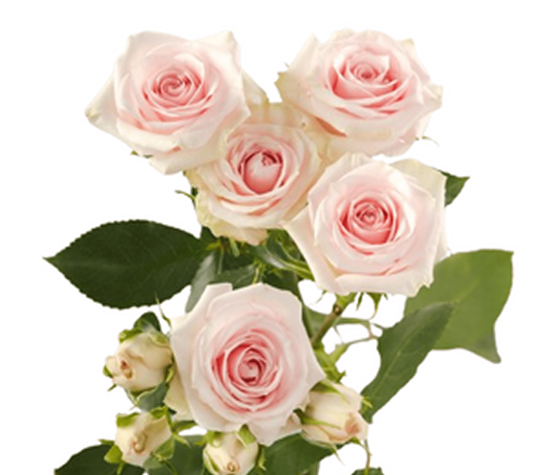 Bouquet of pale pink roses