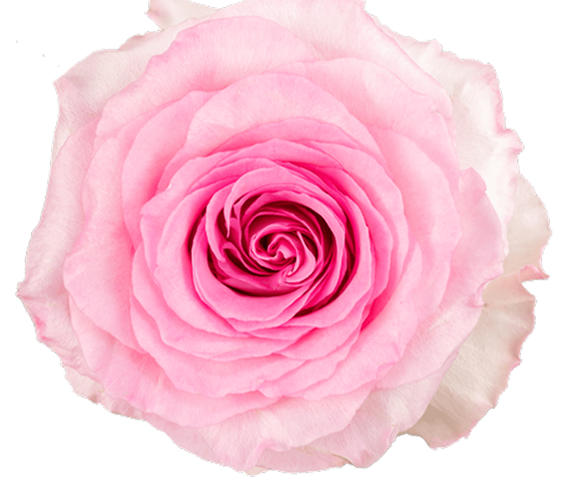 Pink rose with black background
