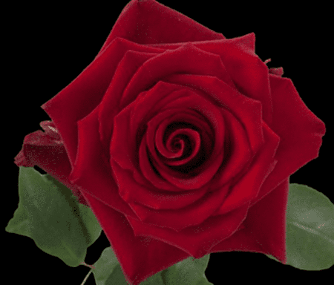 Close-up of a blooming red rose