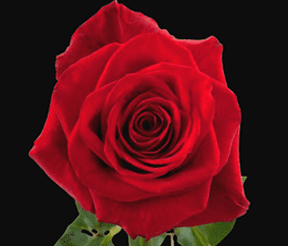 Red rose on black background