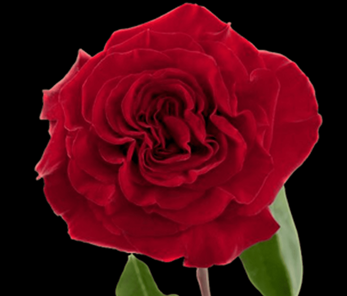 Red rose with green leaves on black background