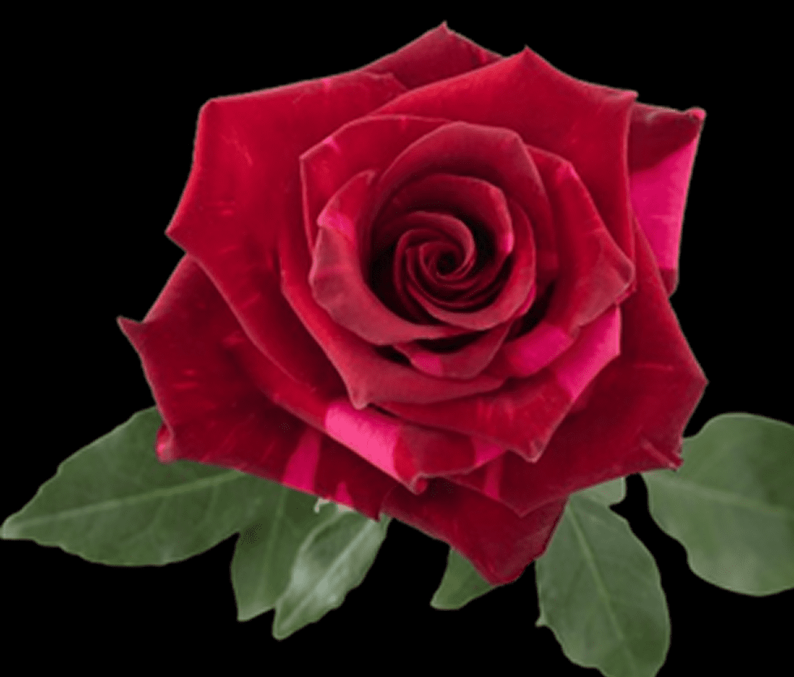 Red rose with green leaves