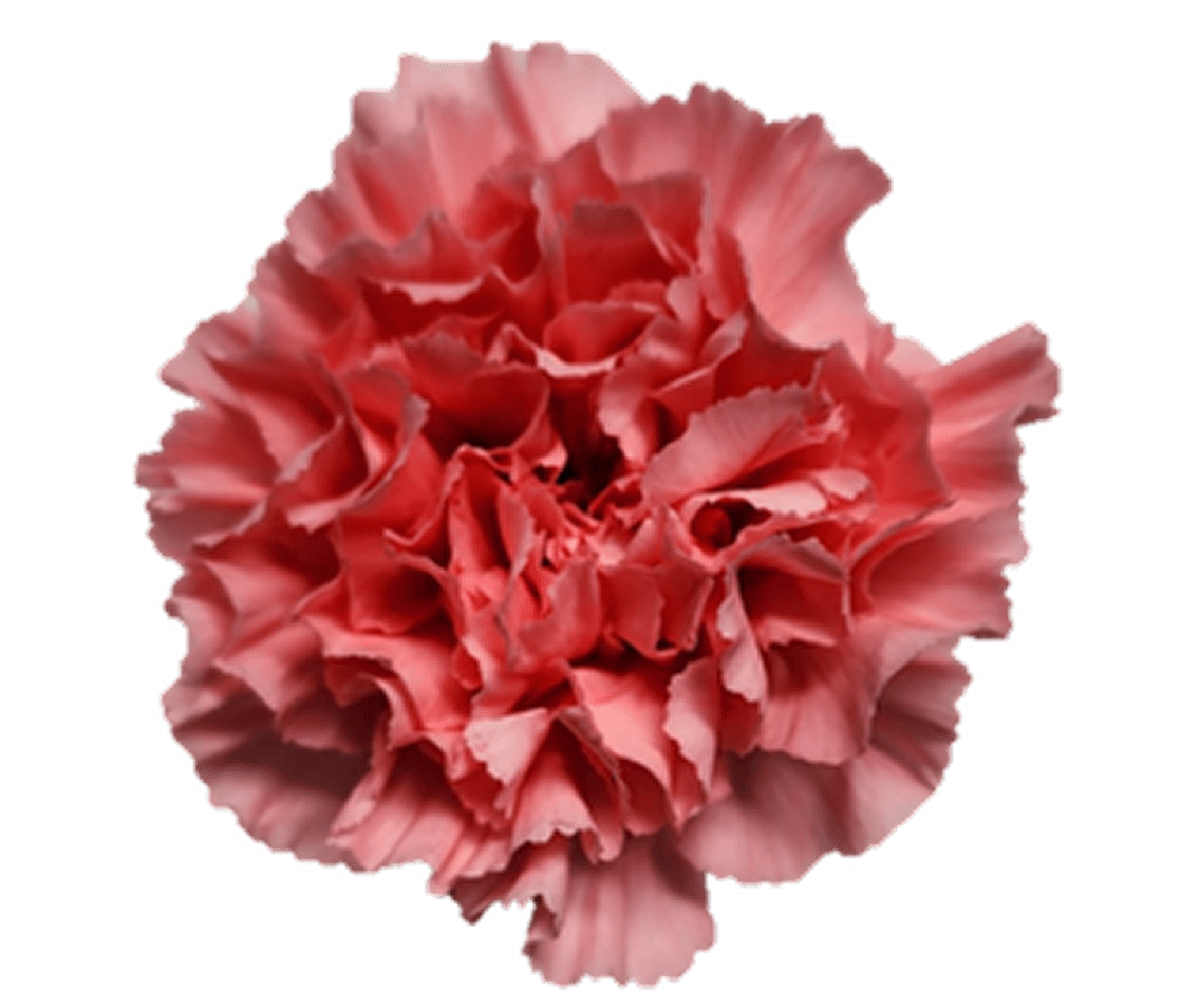 Close-up of pink carnation flower