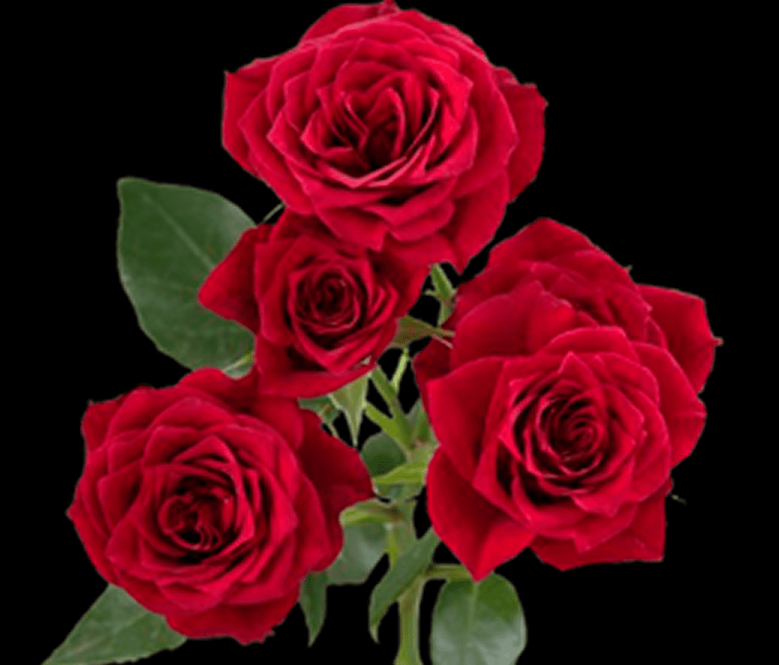 Cluster of red roses with green leaves