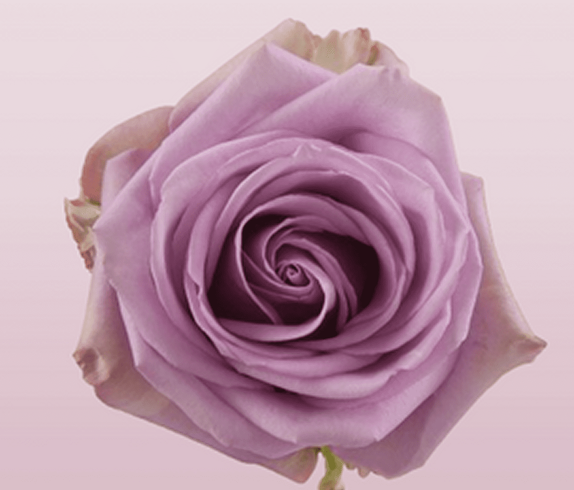 Soft purple rose in full bloom.