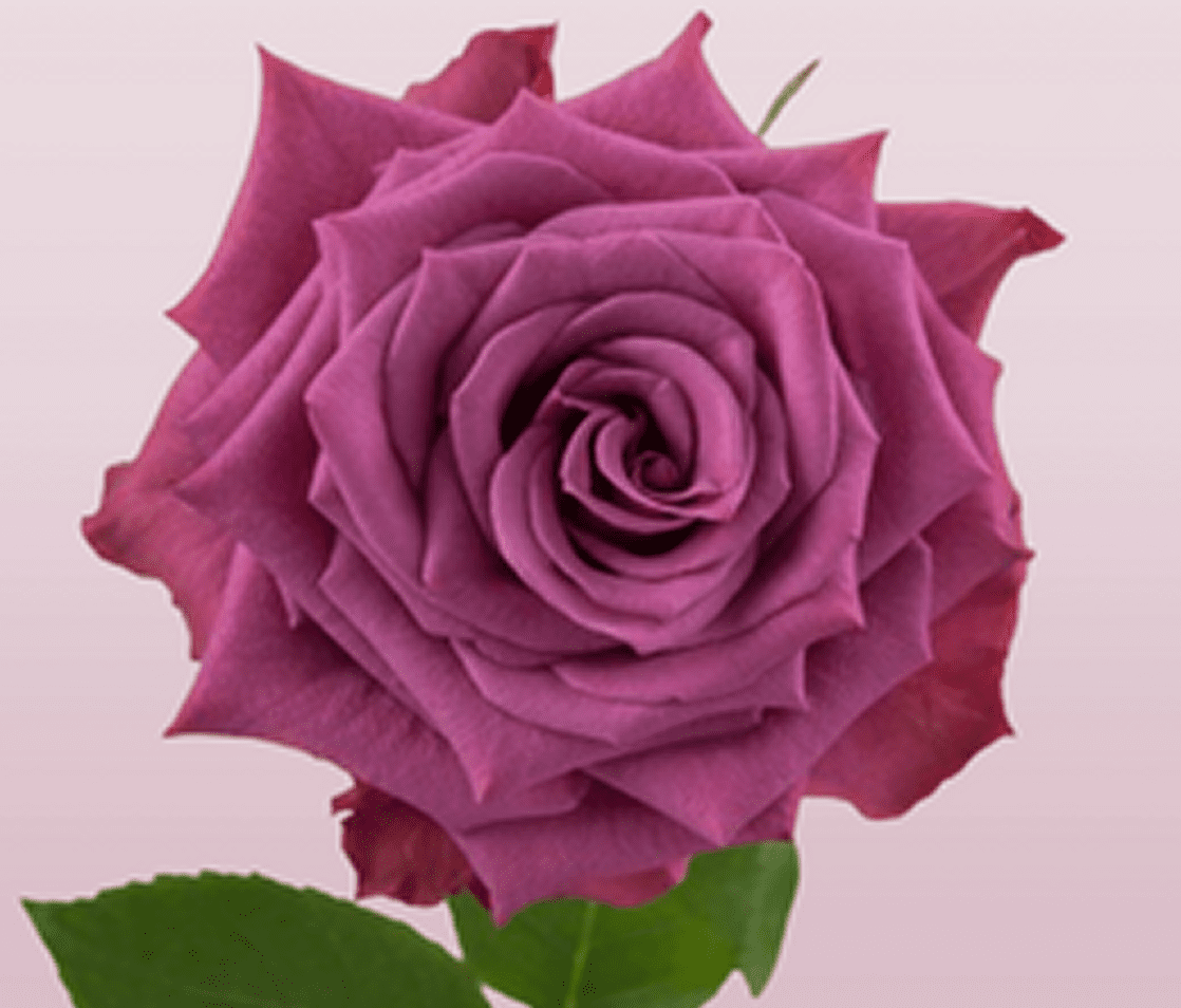 Vibrant purple rose with green leaves