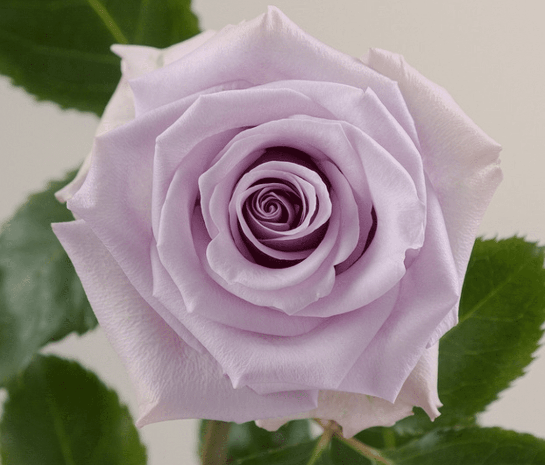 Lavender rose with green leaves