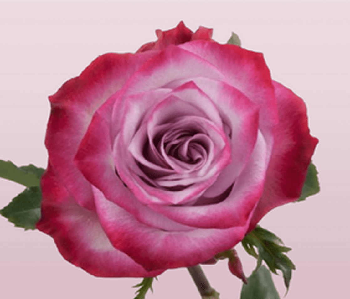 Close-up of vibrant pink rose bloom