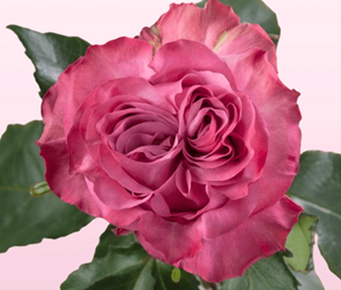 Pink rose with lush petals