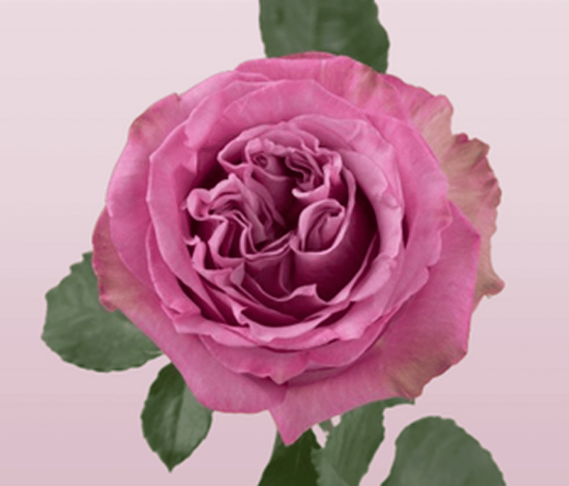 Pink rose with green leaves