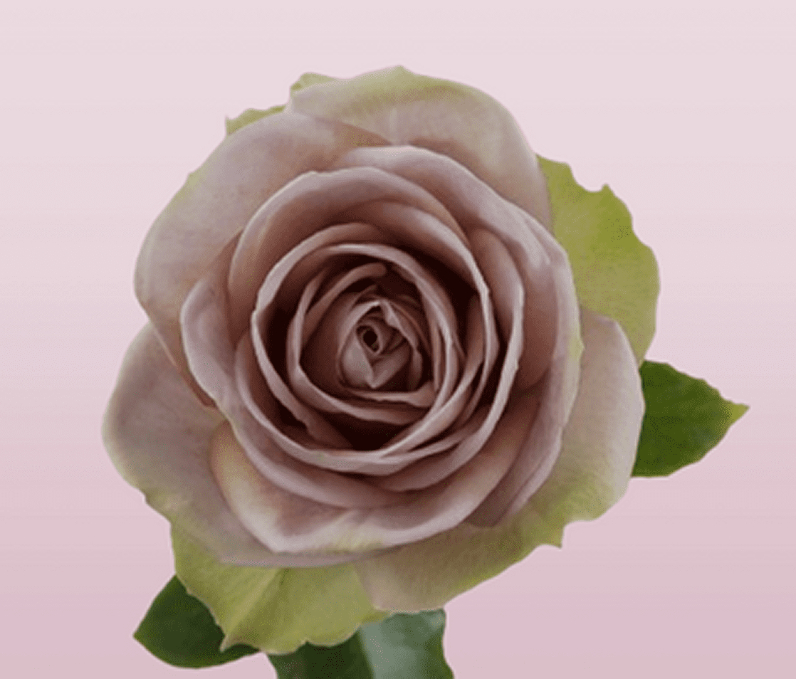 Lavender rose on a pink background