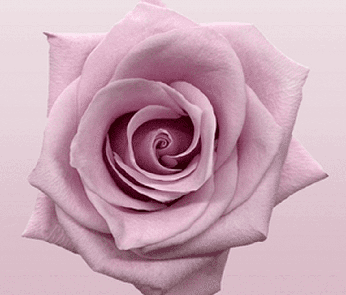 Pink rose in full bloom