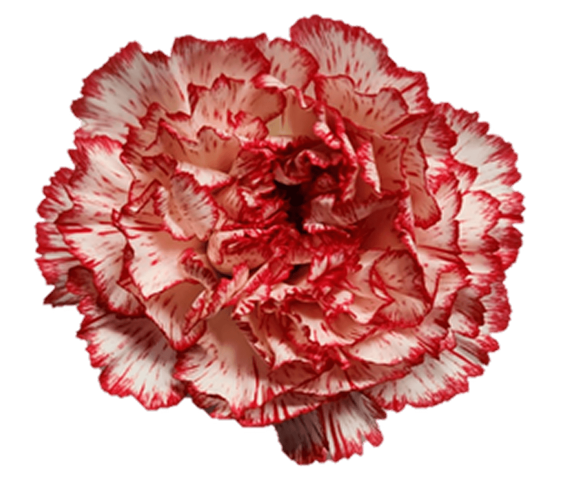 Red and white carnation on black background.
