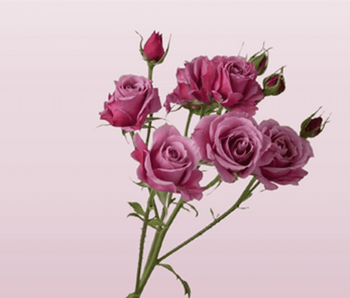 Pink roses against a soft background