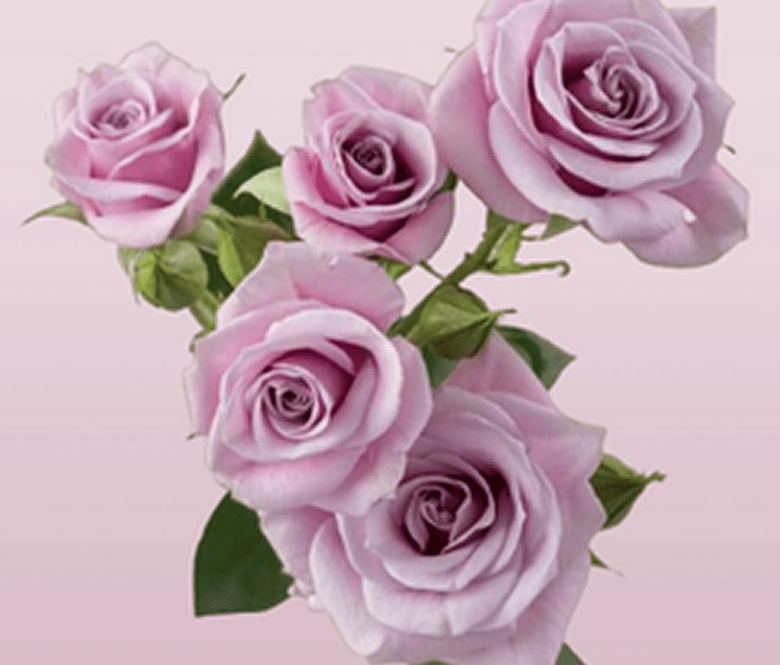 Pink roses on a soft background