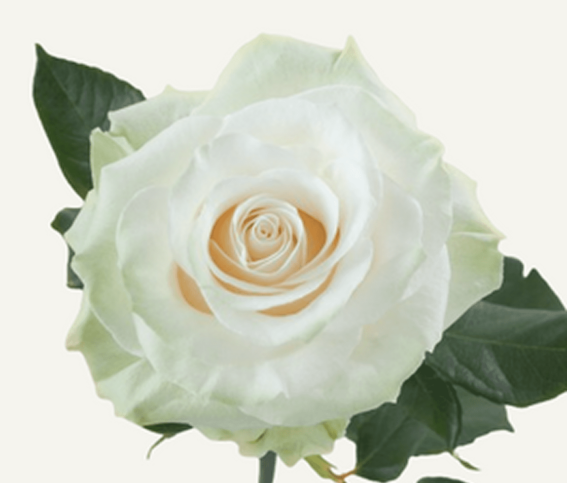 Single white rose bloom