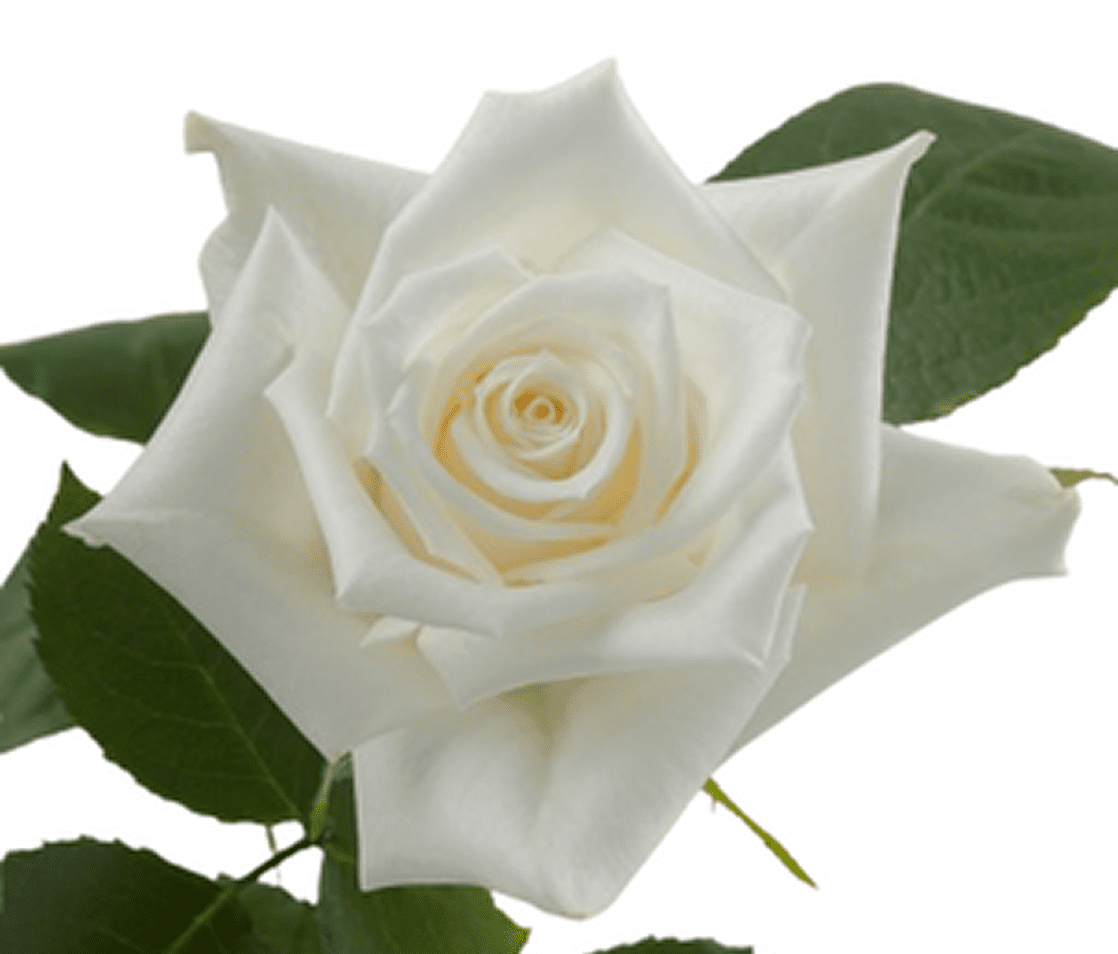 Pure white rose bloom