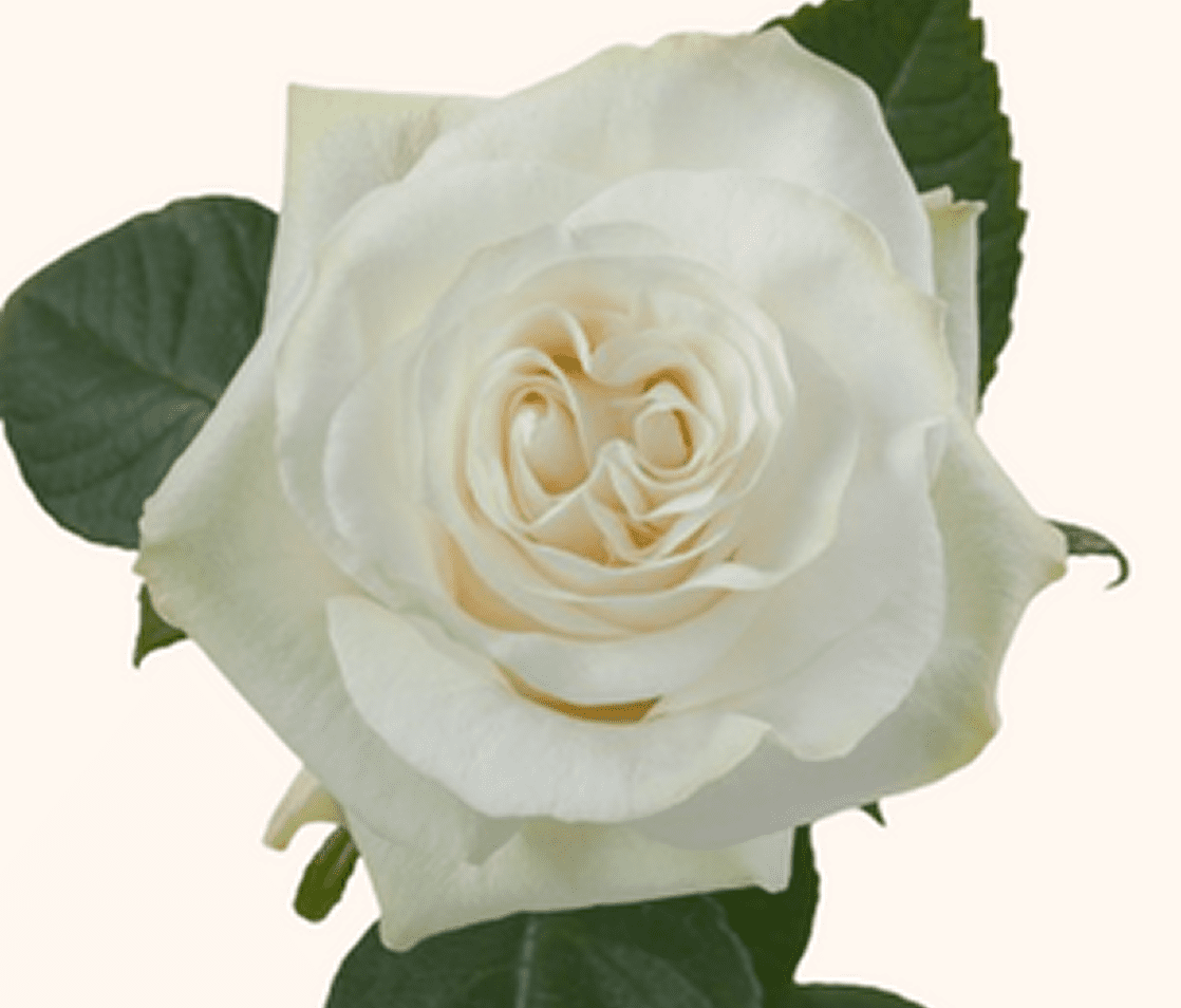 White rose with green leaves